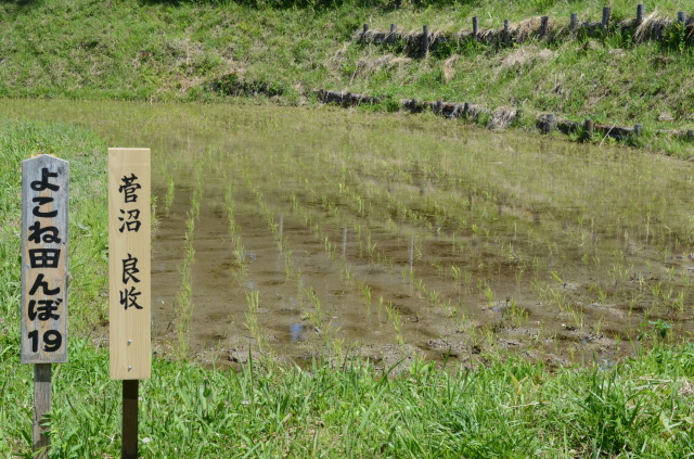 よこね田んぼオーナー